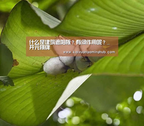 开元竞猜